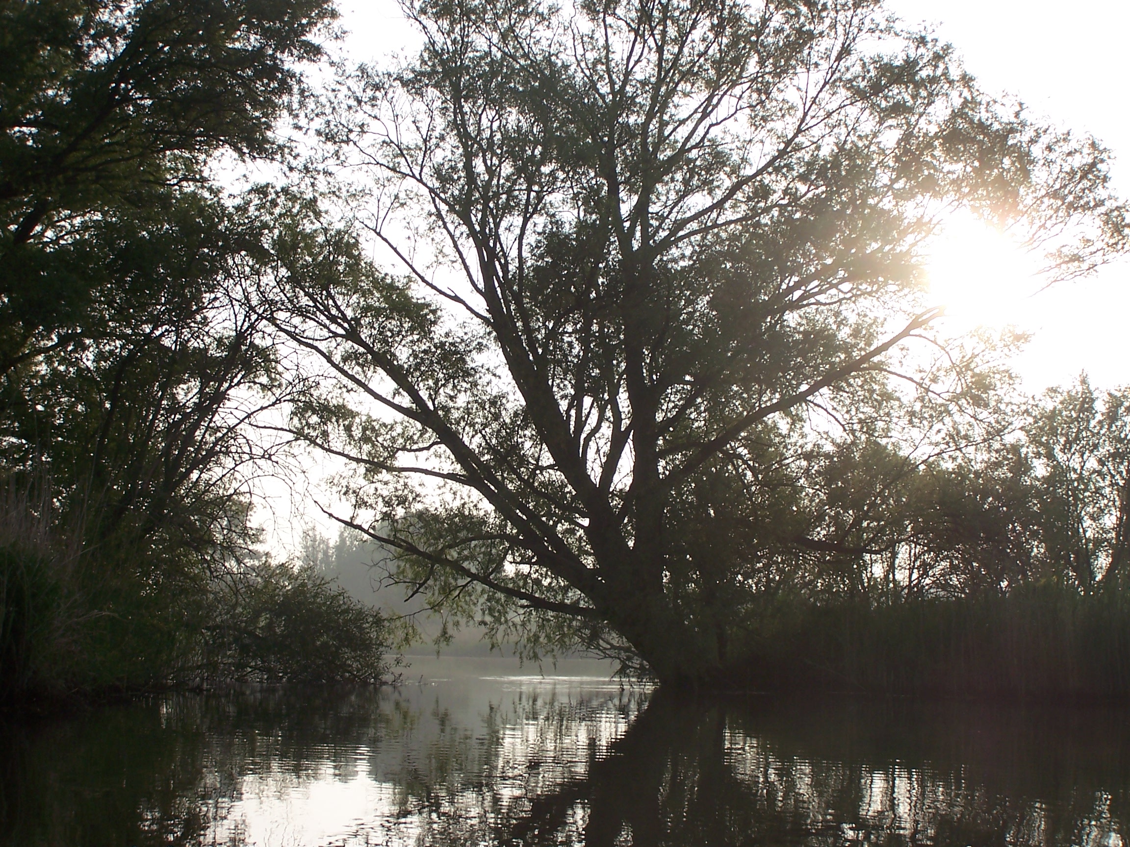 Nationaal Park de Biesbosch
